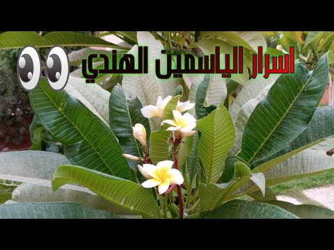 اسرار طرق العنايه والاكثار من الياسمين الهندي شجره الفتنه  