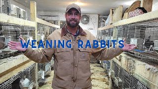 How to Wean Rabbits