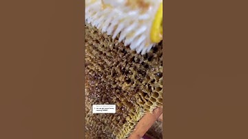 Honey uncapping 🔥 🔥 🔥 ASMR #asmr #shorts #ytshorts