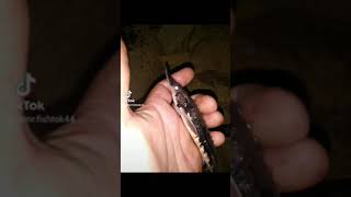 Sturgeon caught out of Carters Lake Northwest Georgia