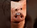 🕸️ Spider's Ultimate Sacrifice Saves Pig! #Heartwarming #moviereview #shorts