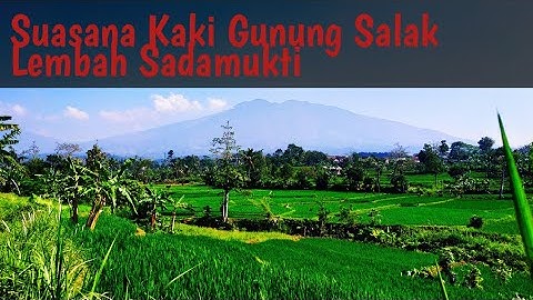 walking around the rice field in west java