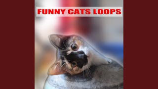 Download Lagu 08 Cat Purring Loop Gato Maulla Chat Miaule Katze
