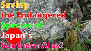 Japanese high school students’ attempt in seed breeding of an endangered plant!