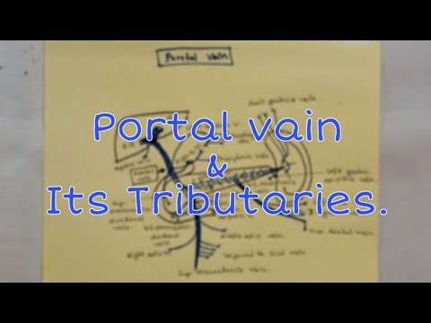 Portal Vein & Its Tributaries। Anatomy Drawing। Easy।। Bangla