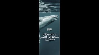 دعوة ذي النون 🤲💦/الشيخ. مصطفى اللاهوني