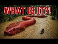 227-Kilogram Snake Shocks Scientists Deep In Amazon