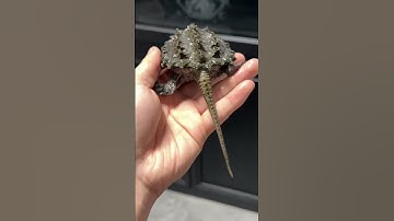 Độc Lạ Rùa Aligator Snapping Bị Mù Mắt Bẩm Sinh #turtle