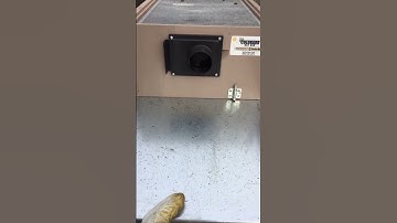 Transferring bees from swarm capture vacuum to hive