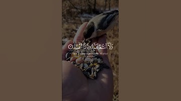 🌹🍃قل يا أيها الكافرون 🎙️المقرئ:محمد اللحيدان📖سورة الكافرون