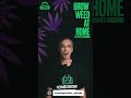 GROW WEED AT HOME WITH KYLE KUSHMAN - PODCAST COMING SOON!