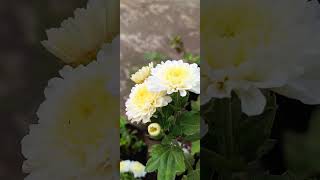 Beautiful chamanthi flowers #love #beautiful #naturelovers #nature