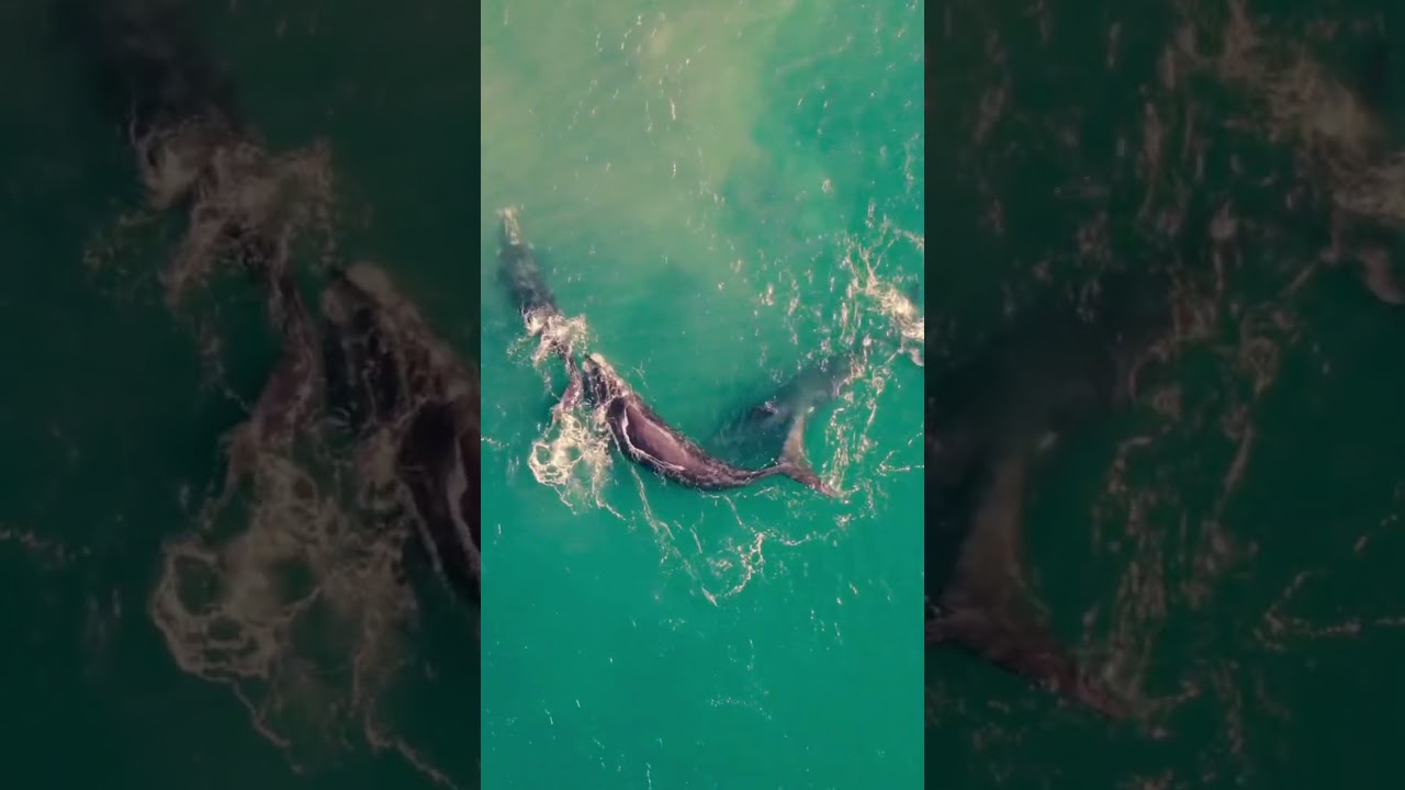 Activities in Cabo San Lucas !