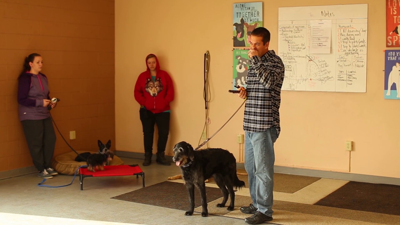 TYD60 Moment How to Start a Dog on Training with an E Collar Utah Dog