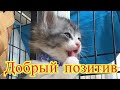 Смешное про животных|Приколы с котами| Видео про котов| Кошки|Позитив|Создай себе хорошее настроение