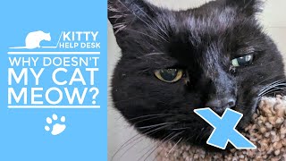 Why Doesn't My Cat Meow?