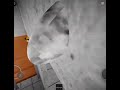 Lethal ape roblox is insane