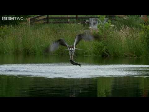 Ospreys Catching Fish - The Animal's Guide To Britain, Episode 1