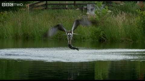 Ospreys Catching Fish - The Animal