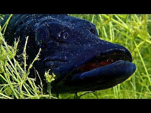 Video: Kā Noņemt Zaudējumus