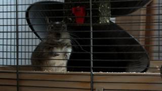 Nagerblock Mit Kräutern - Unseren Degus Schmeckts