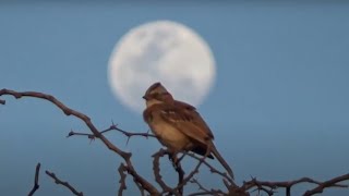 Claudio Gaete sobre Aves del Pajonal: "El humedal por muchos años fue uno de los vertederos clandestinos más grandes de Santiago" 1 video