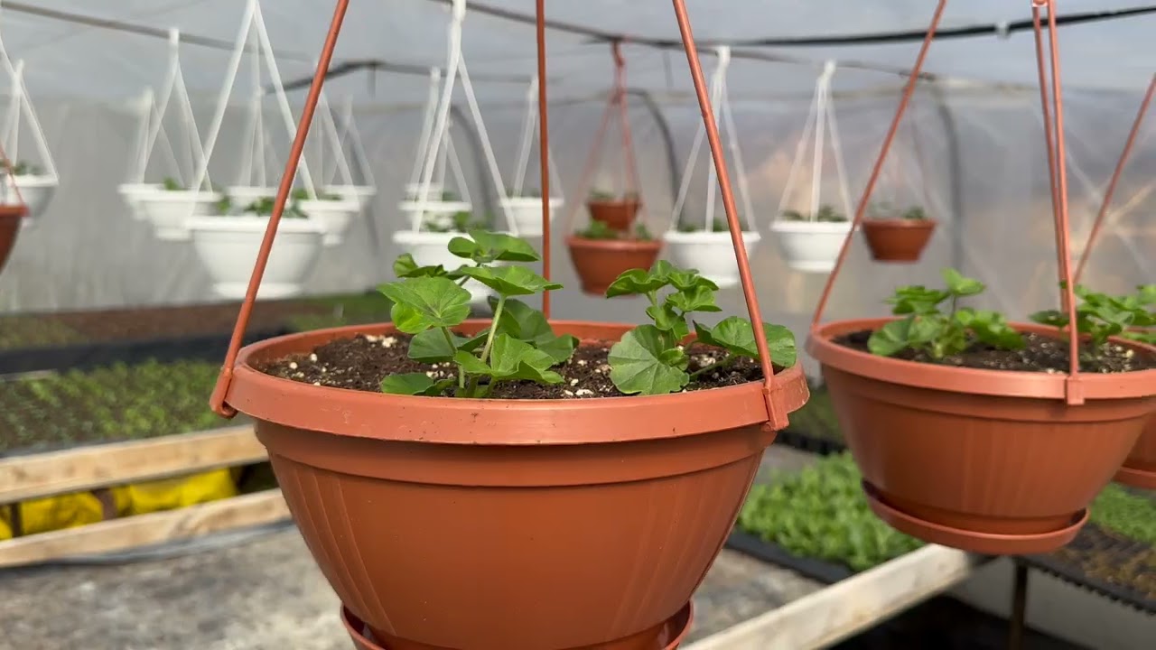 Hartman-kertészet 2026 március elején