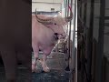 Albino Pinkalbino Buffalo Buffalovideo Shorts Video Reels Funny Albino Pinkalbino Buffalo Buffalovideo Shorts Video Reels Funny