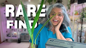 Finally Found It… Anthurium sp. Morona Unboxing