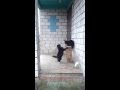 Битва котов. Кот терминатор!  Real Cat Fight.  Cat terminator!