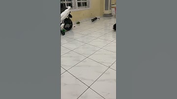 KUCING HITAM GARONG IMUT LUCU JOGET SAMBIL LARI #kucingluci #short #kucingimut #youtubeshort