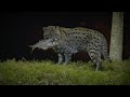 Love thy Neighbour: The Villagers of Paddapukur and the Fishing Cat