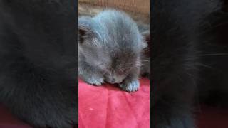 #motherless kitten sleeping 😓😴###
