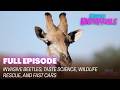Invasive Beetles, Taste Science, Wildlife Rescue, and Fast Cars | FULL EPISODE | S4