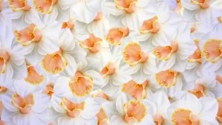Футаж цветы белые переход #2 Footage white flowers free download