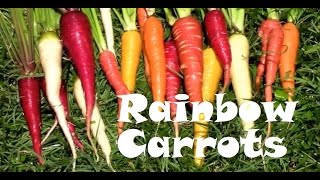 How to Grow Carrots From Planting to Harvest. Purple, Red, White....