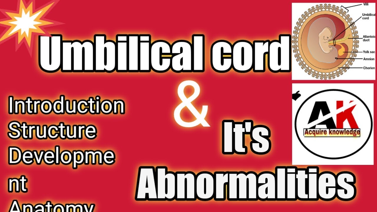 Umbilical Cord And It s Abnormalities In Hindi Structure Development umbilical-cord-and-it-s-abnormalities-in-hindi-structure-development