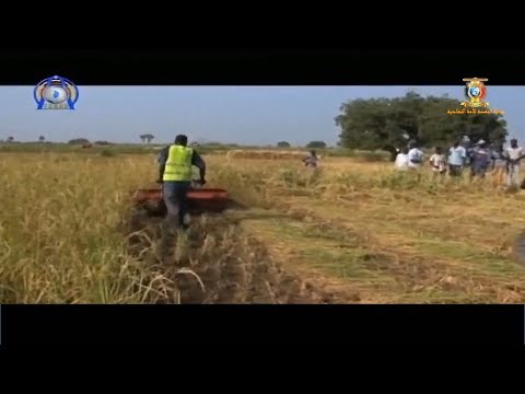 مشاريع زراعية خاصة مشروع أرز جومان الأبيض