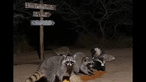 BlueIndigoTrails is live!🦨🦝🐾