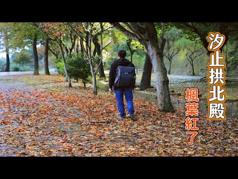 2020汐止拱北殿楓葉紅了！教你搭公車去台北最輕鬆的賞楓景點，一片紅褐色葉子地毯等你來取景