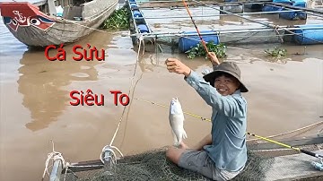 Một Ngày Đi Câu Cá Ở Bè Ở Phường 4 TP Sa Đéc | Phước Vlogs