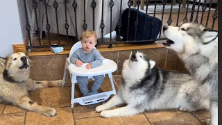 Guaranteed To Make Your Husky Howl! Adorable Baby Is So Confused!!