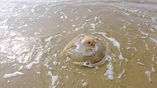 Dead Jellyfish Plage de Trezmalaouen, Kervel, 29550 Plonévez-Porzay, Finistère, Brittany France #4k