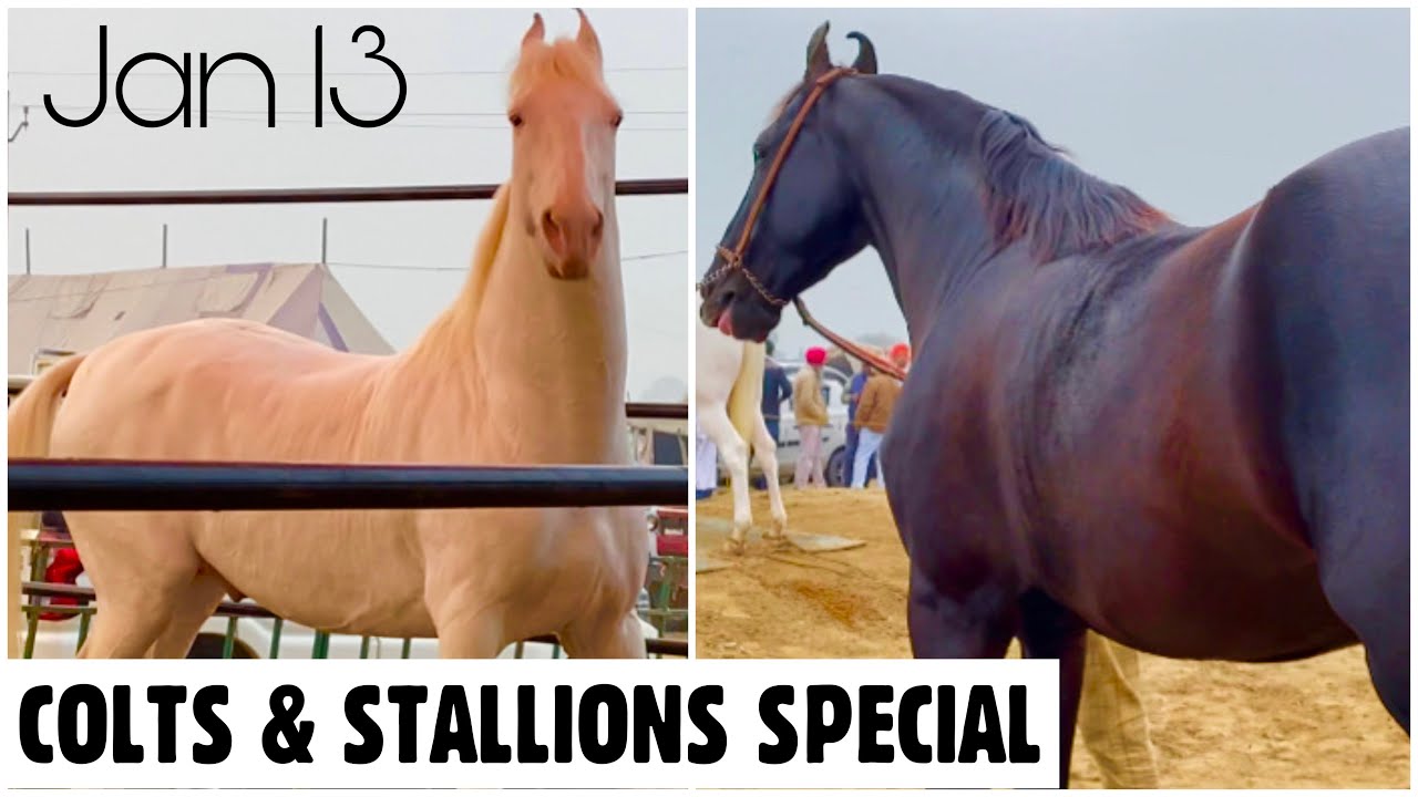 Muktsar Horse Fair 2022 Colts and Stallions Special Jan 13 Maghi Mela Ghoda Mandi image
