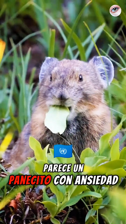 Download lagu 😱Did you know that the pika?🌿 #curiosities #natural #viral #shorts #animals #interestingfacts #pi...