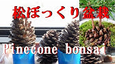 拾った松ぼっくりの中にある種でも発芽するのか実験 Do The Fallen Pine Cones Sprout Youtube 拾った松ぼっくりの中にある種でも発芽するのか実験 Do The Fallen Pine Cones Sprout Youtube