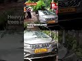 Mumbai Monsoon: Heavy Rains Uproot Several Trees In Dadar | On Camera