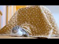 猫にこたつをプレゼントしたら中から出てこなくなった笑