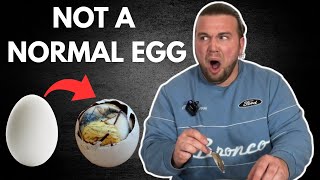 Trying BALUT For The First Time…