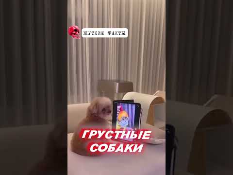 Твоя собака в депрессии 😨